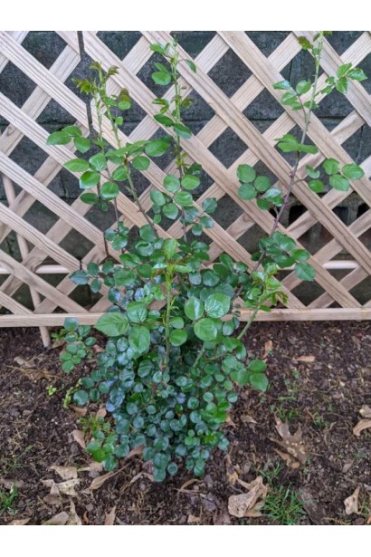 Посадка розы Индиголетта у забора.